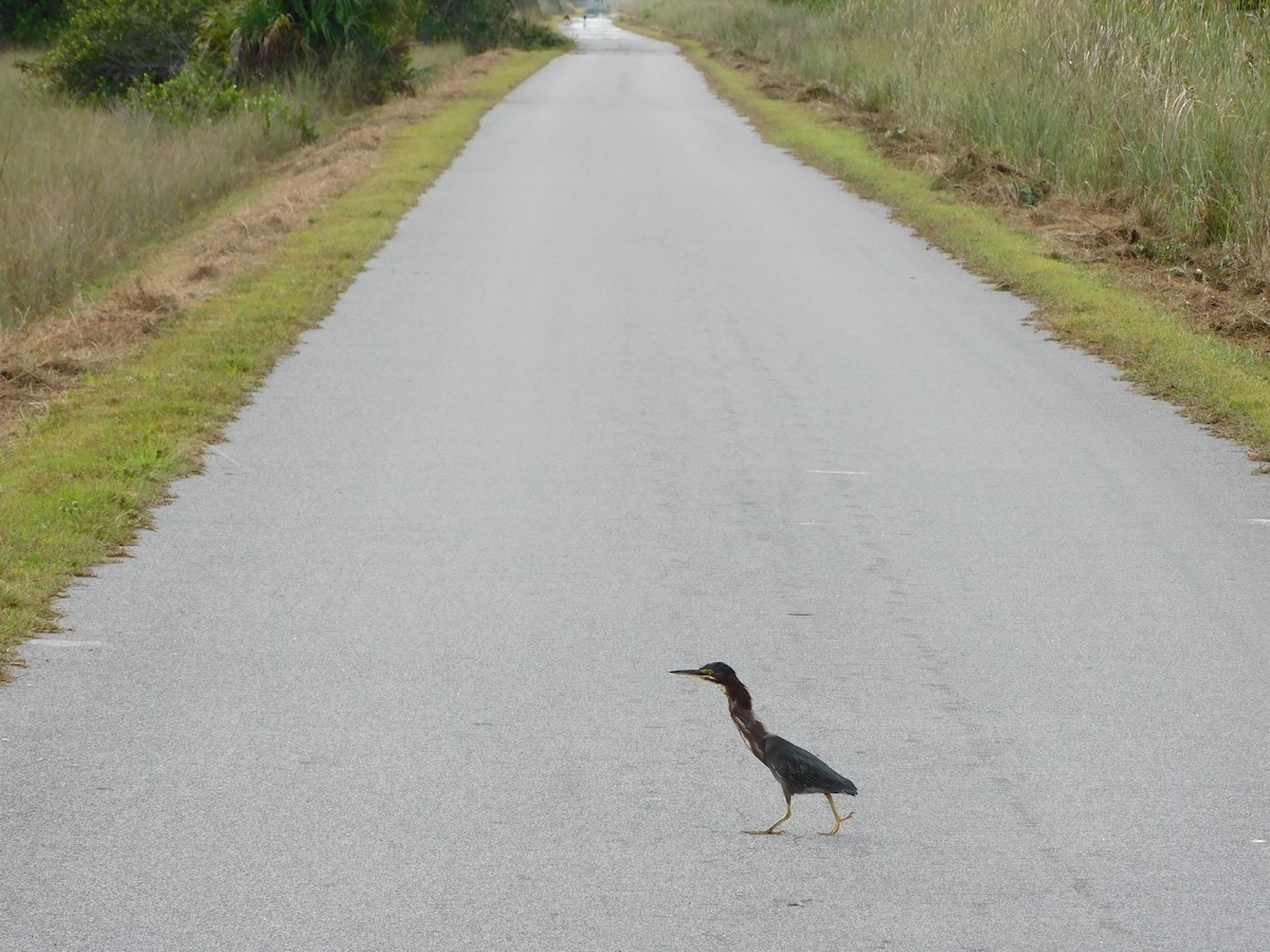 Green Heron - ML646787465