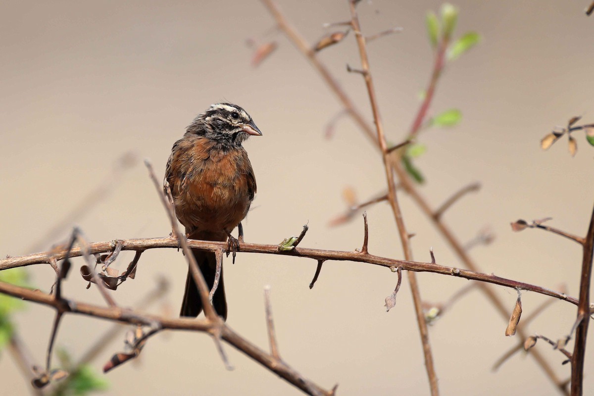 Cinnamon-breasted Bunting - ML646787470