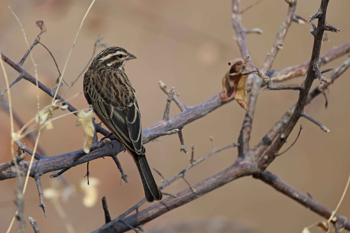 Cinnamon-breasted Bunting - ML646787471