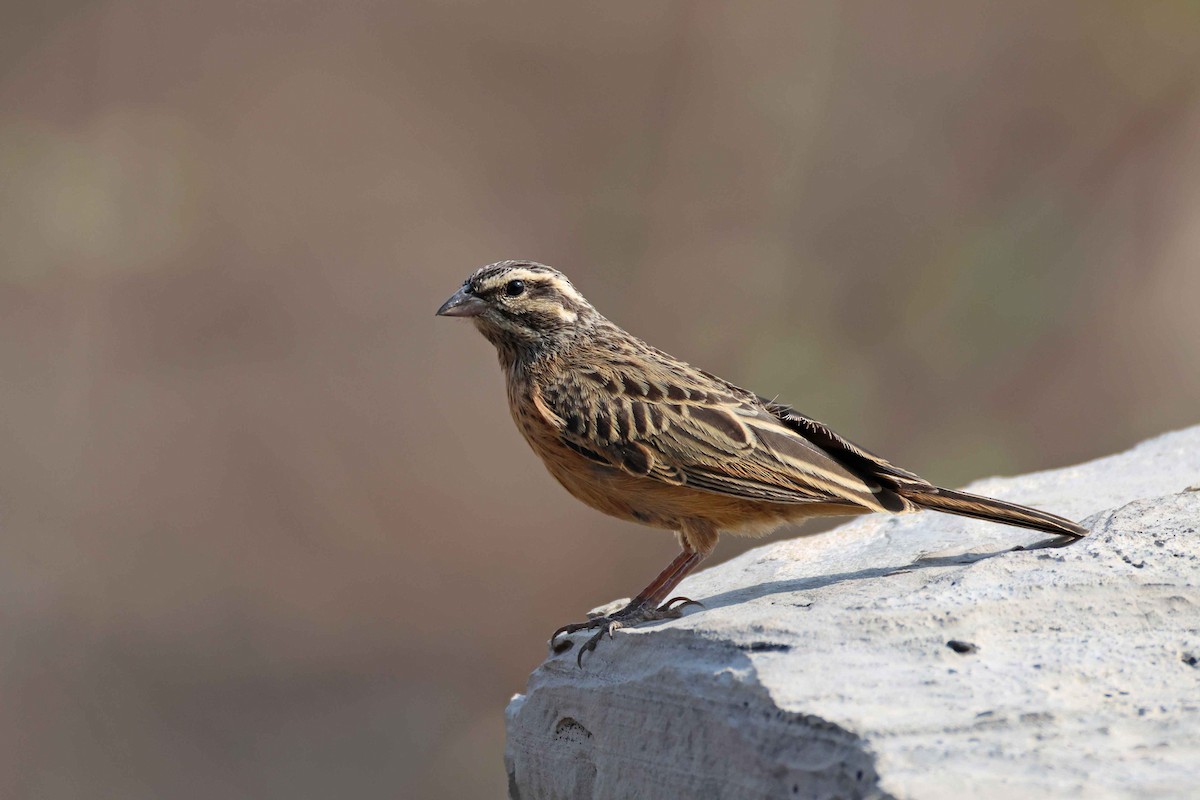 Cinnamon-breasted Bunting - ML646787472