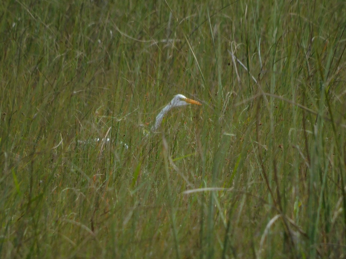 Great Egret - ML646787475