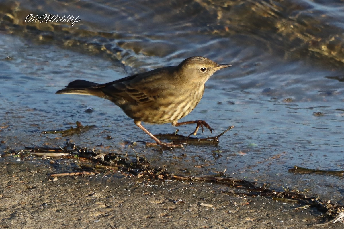 Rock Pipit - ML646787476