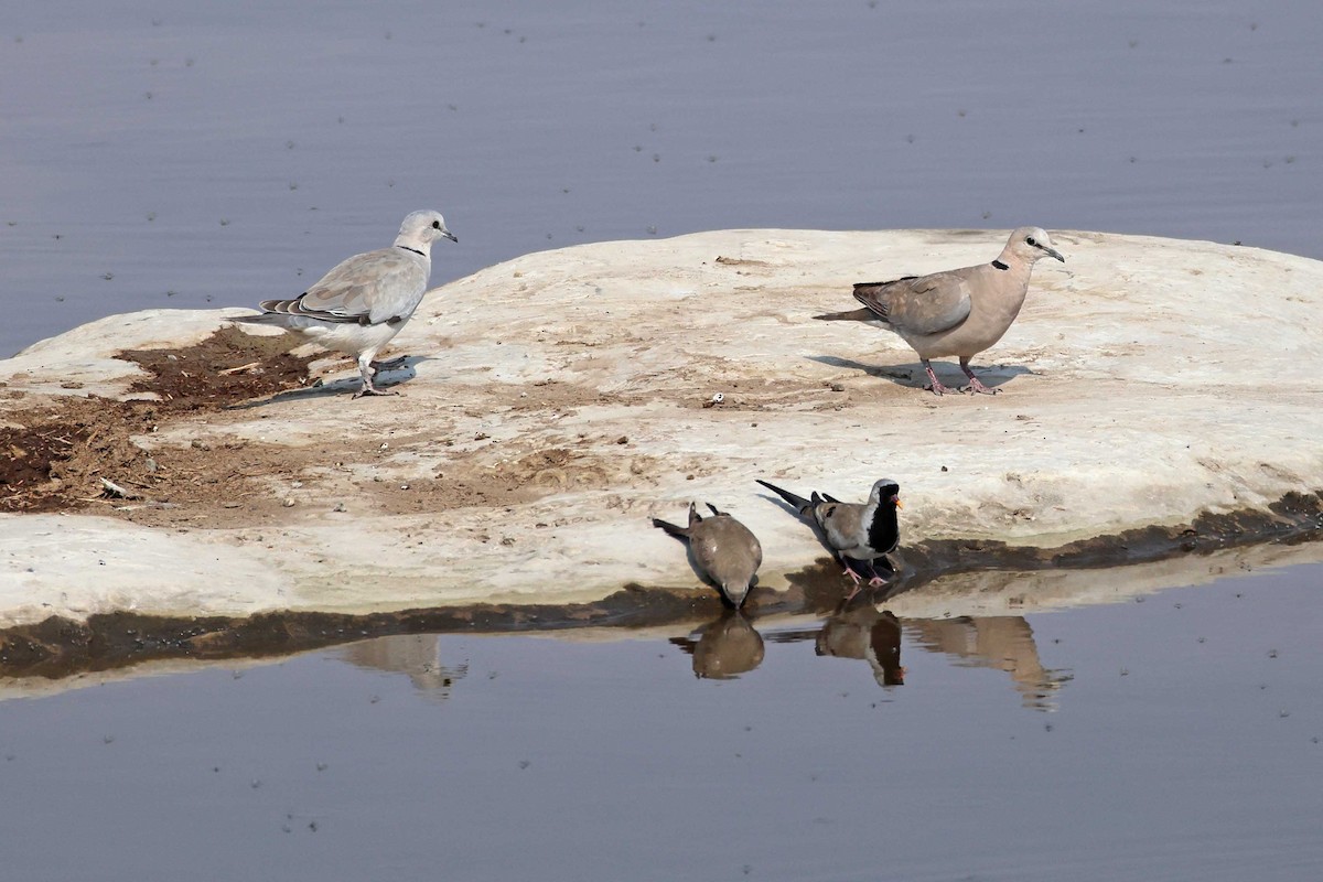 hrdlička kapská - ML646787479