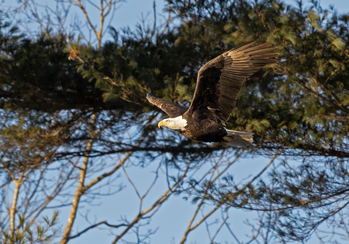 Bald Eagle - ML646787480