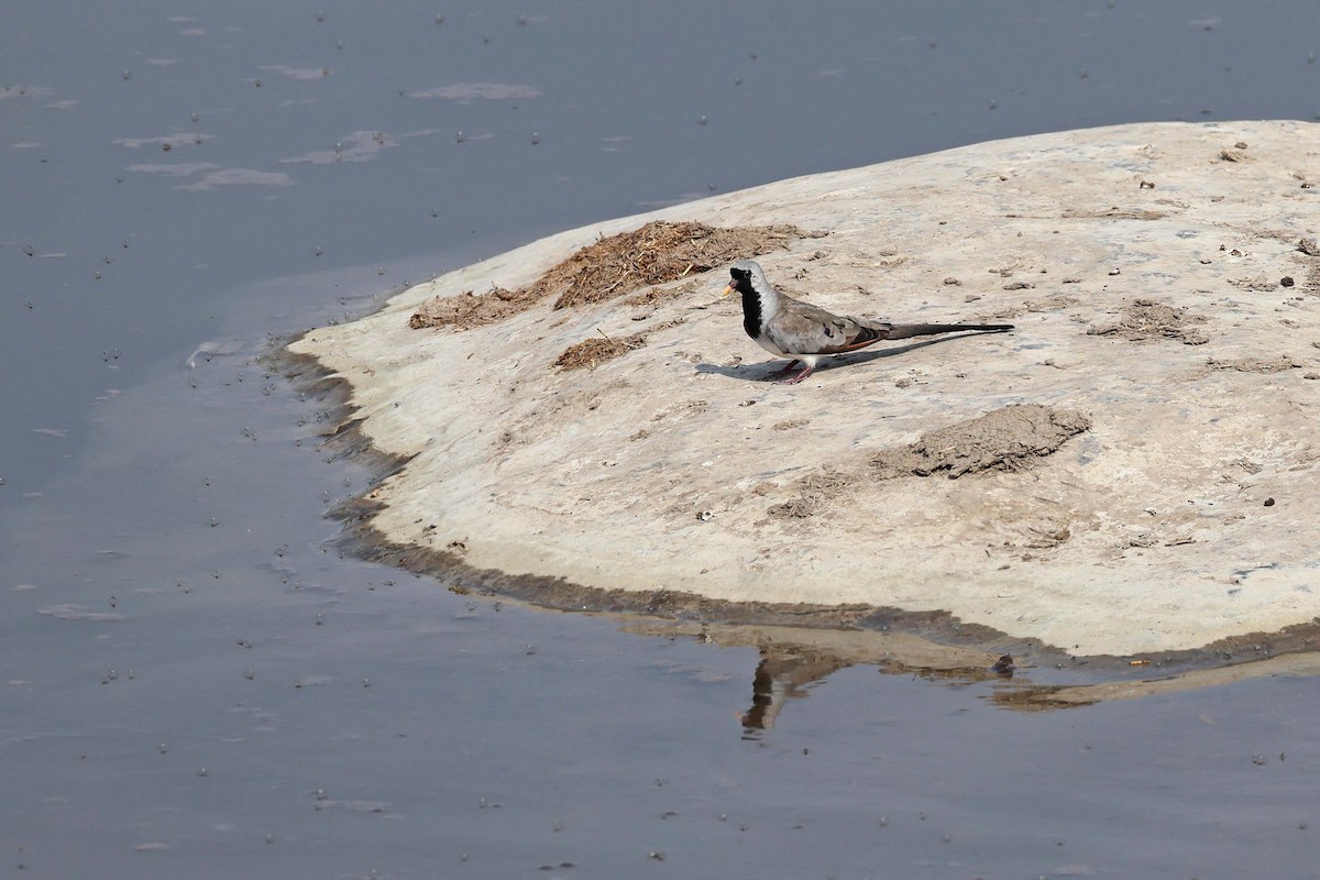 hrdlička kapská - ML646787481