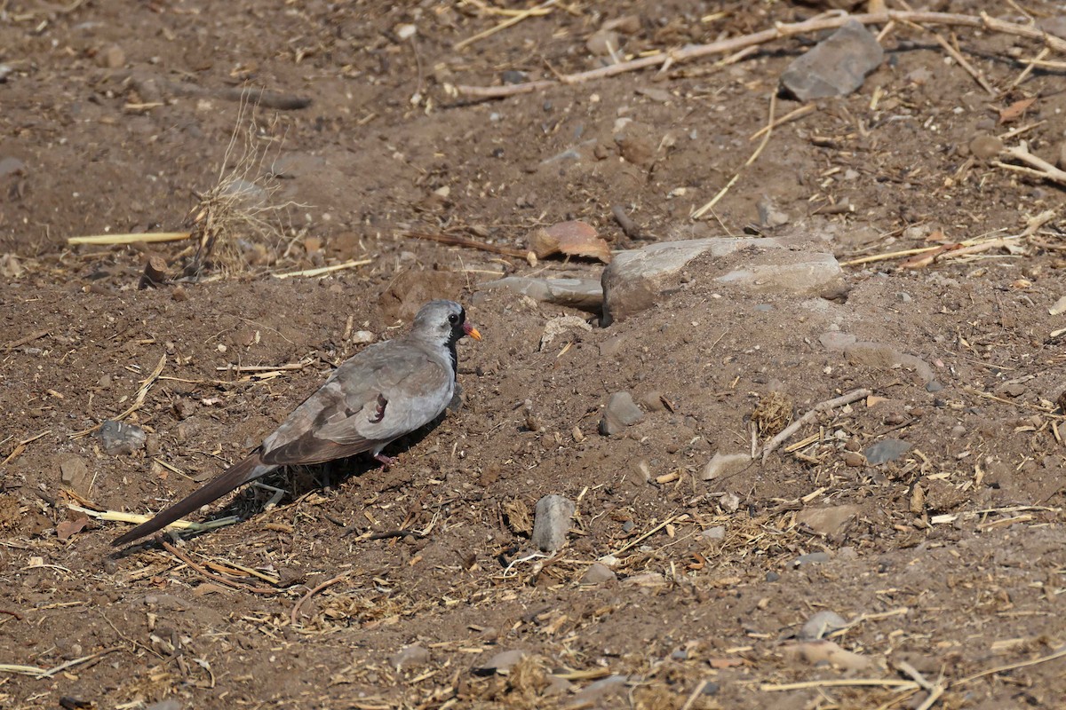 hrdlička kapská - ML646787482