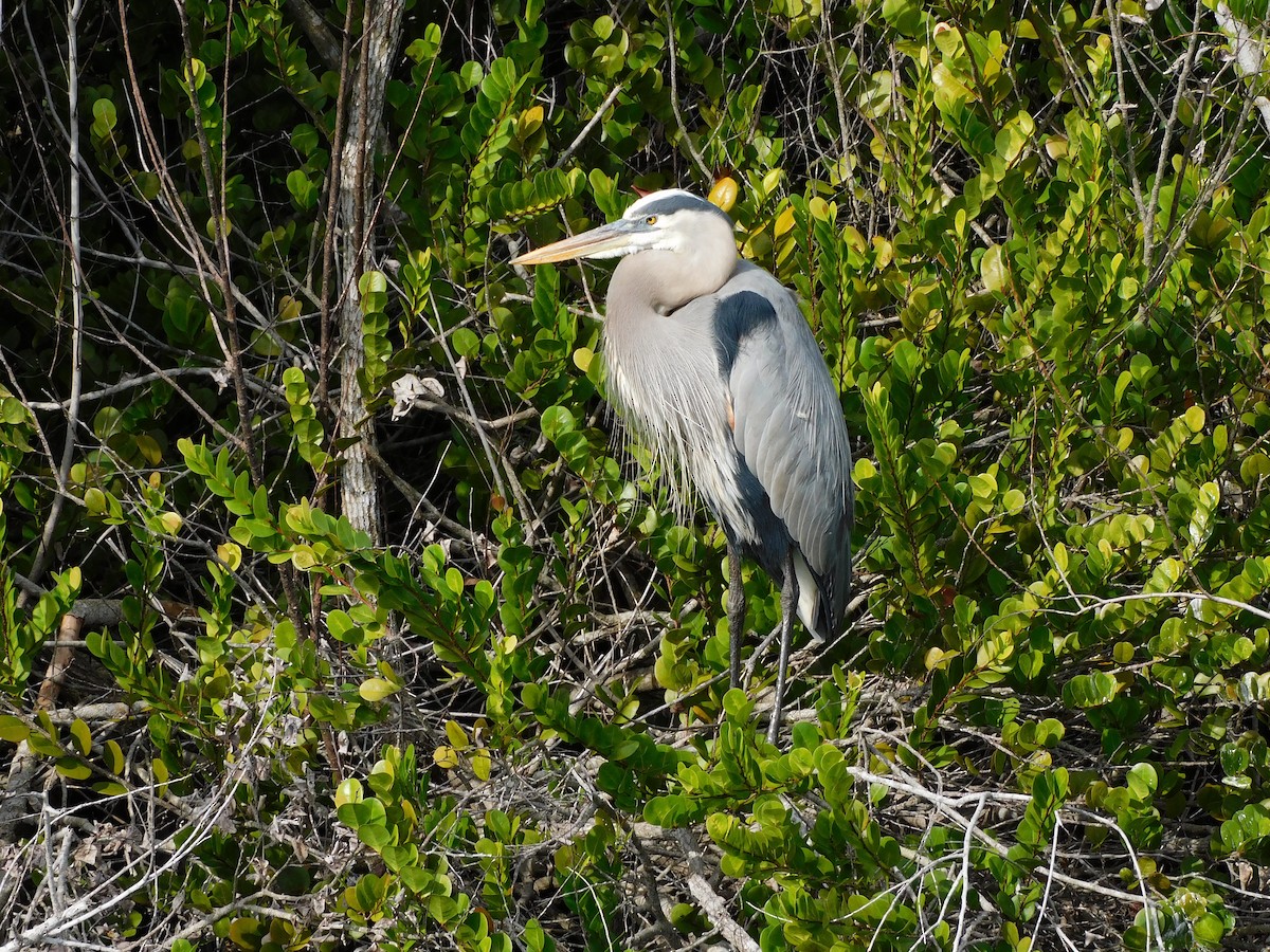 Great Blue Heron - ML646787483