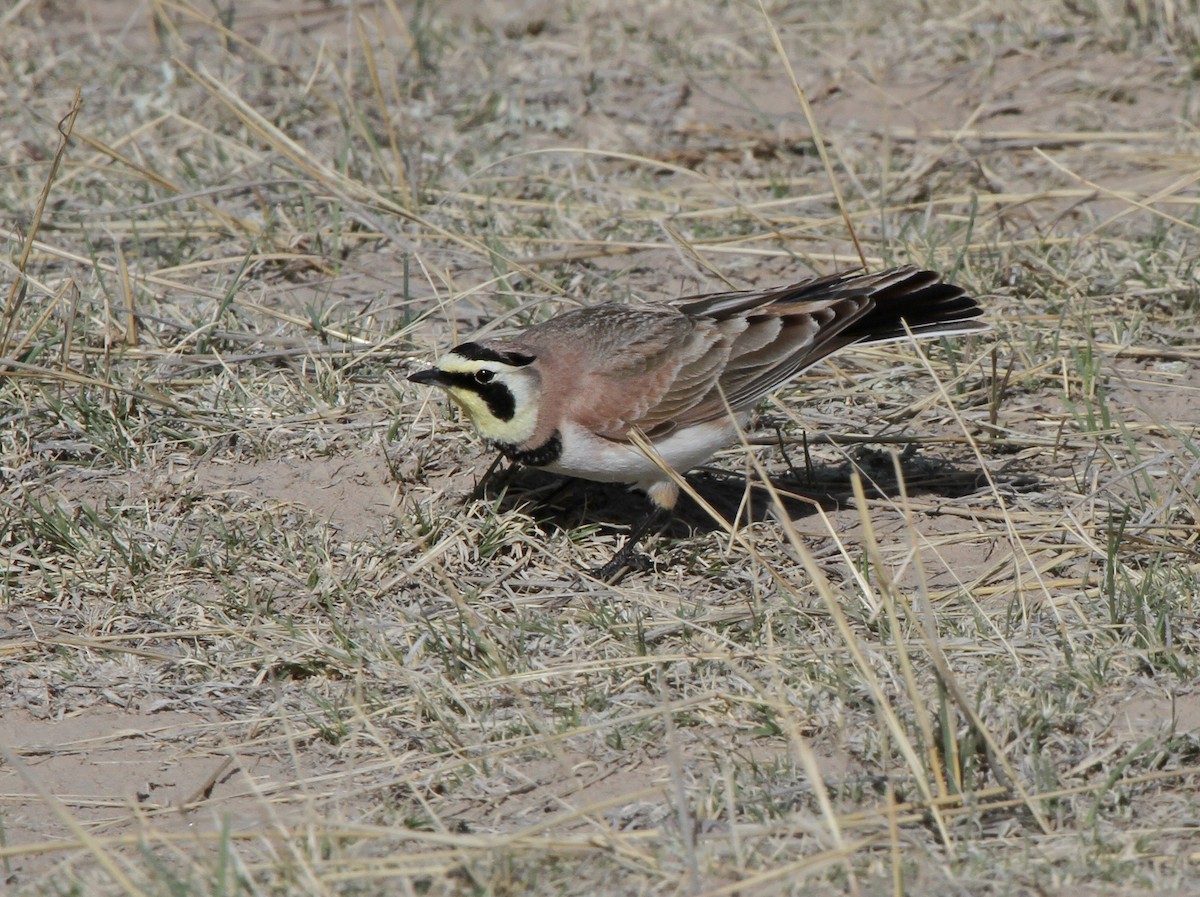 fjellerke - ML646787485