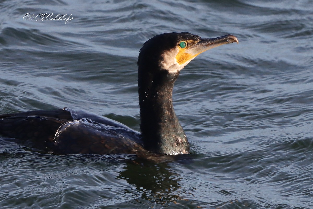 鸕鷀 - ML646787486