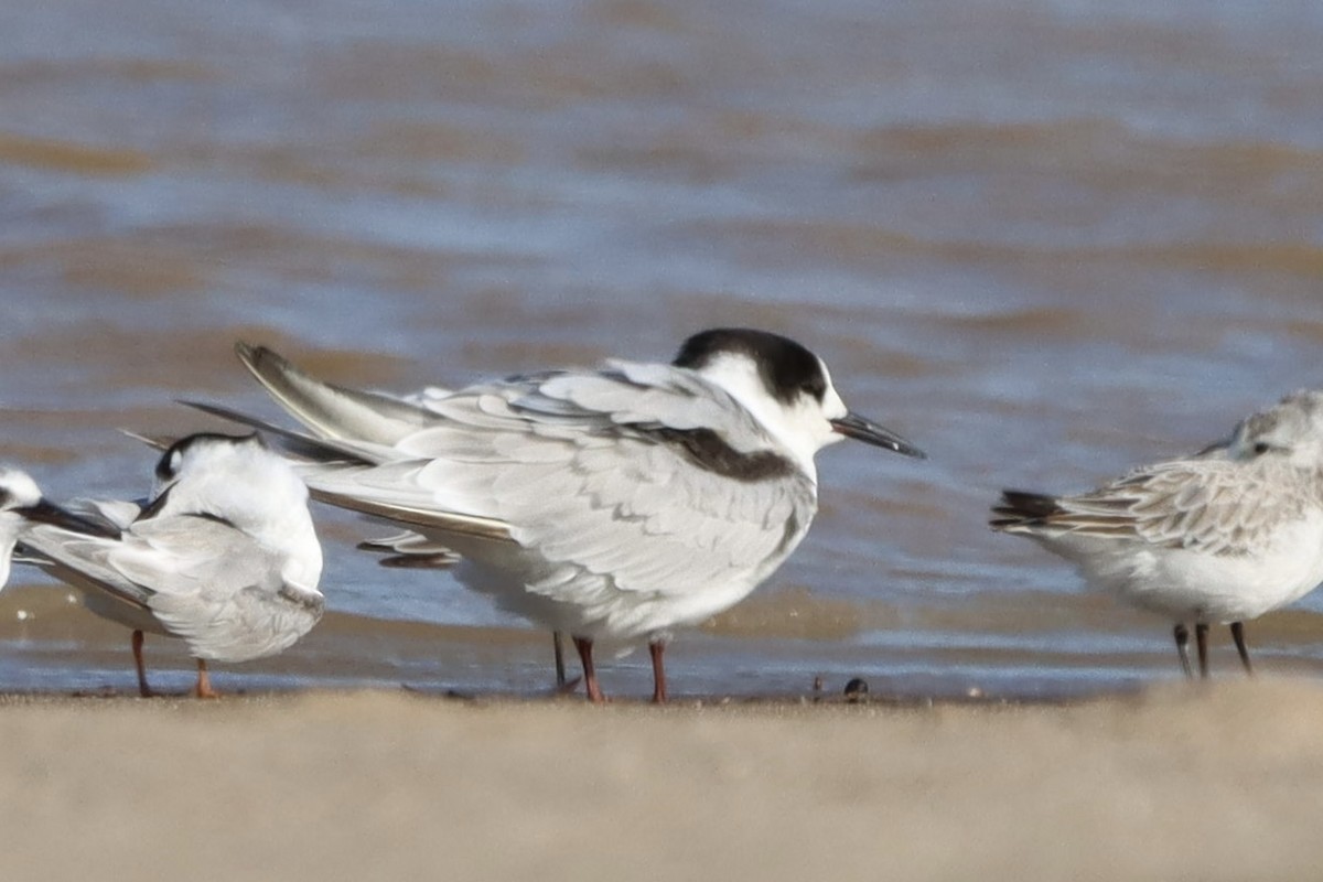 Common Tern - ML646787487