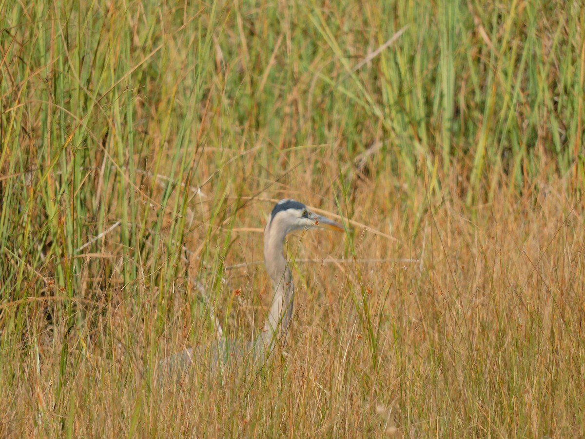 Great Blue Heron - ML646787489