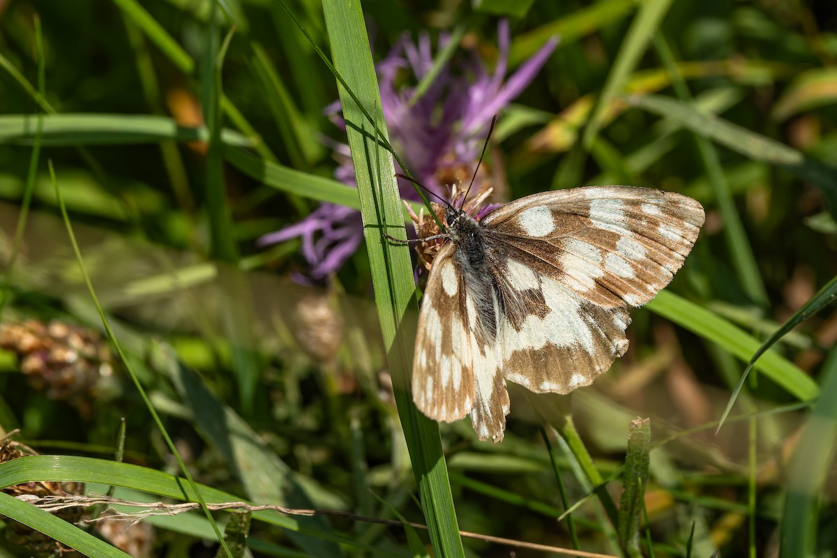 Marbled White - ML646787491