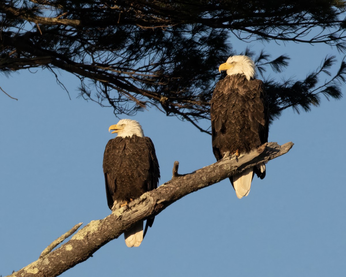 Bald Eagle - ML646787496