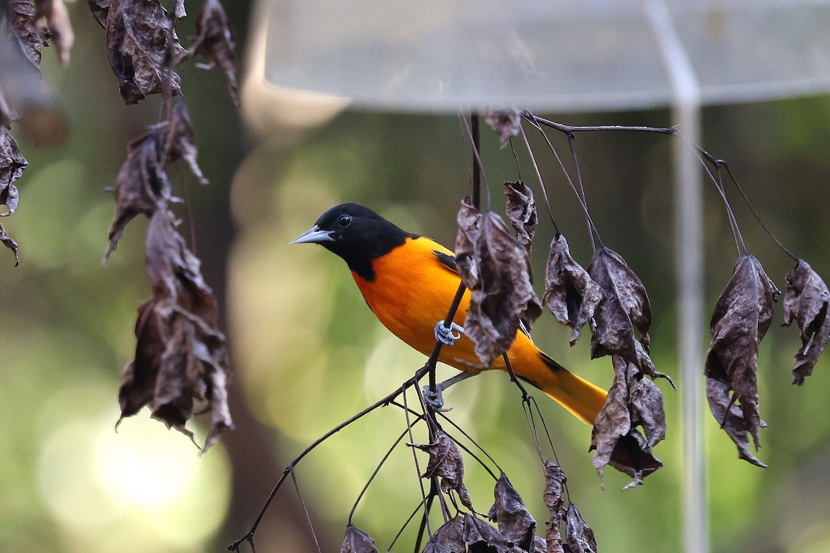 Baltimoretrupial - ML646787497