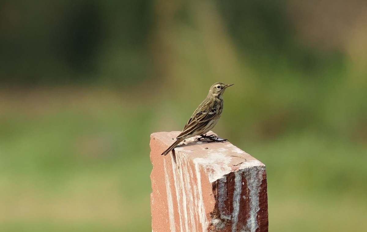 Baumpieper - ML646787504