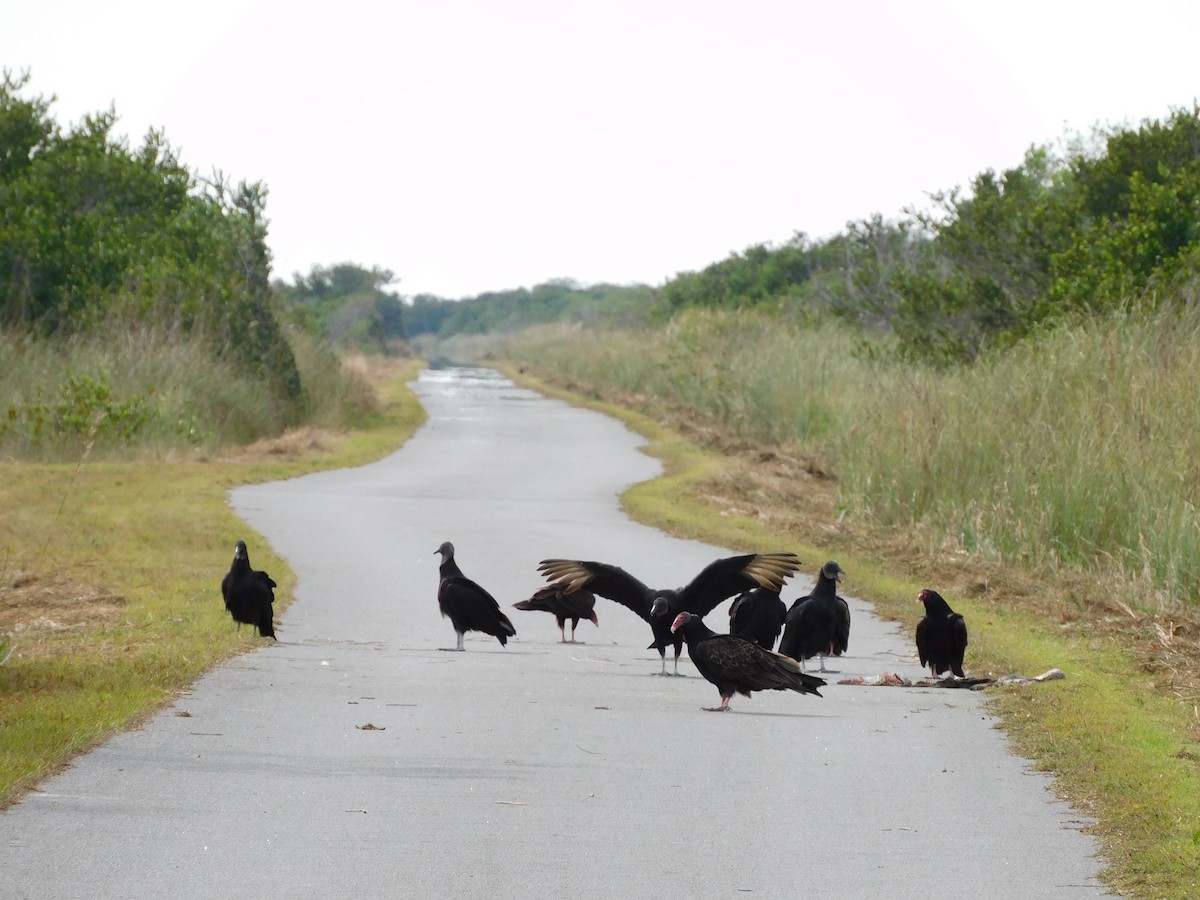 Black Vulture - ML646787507