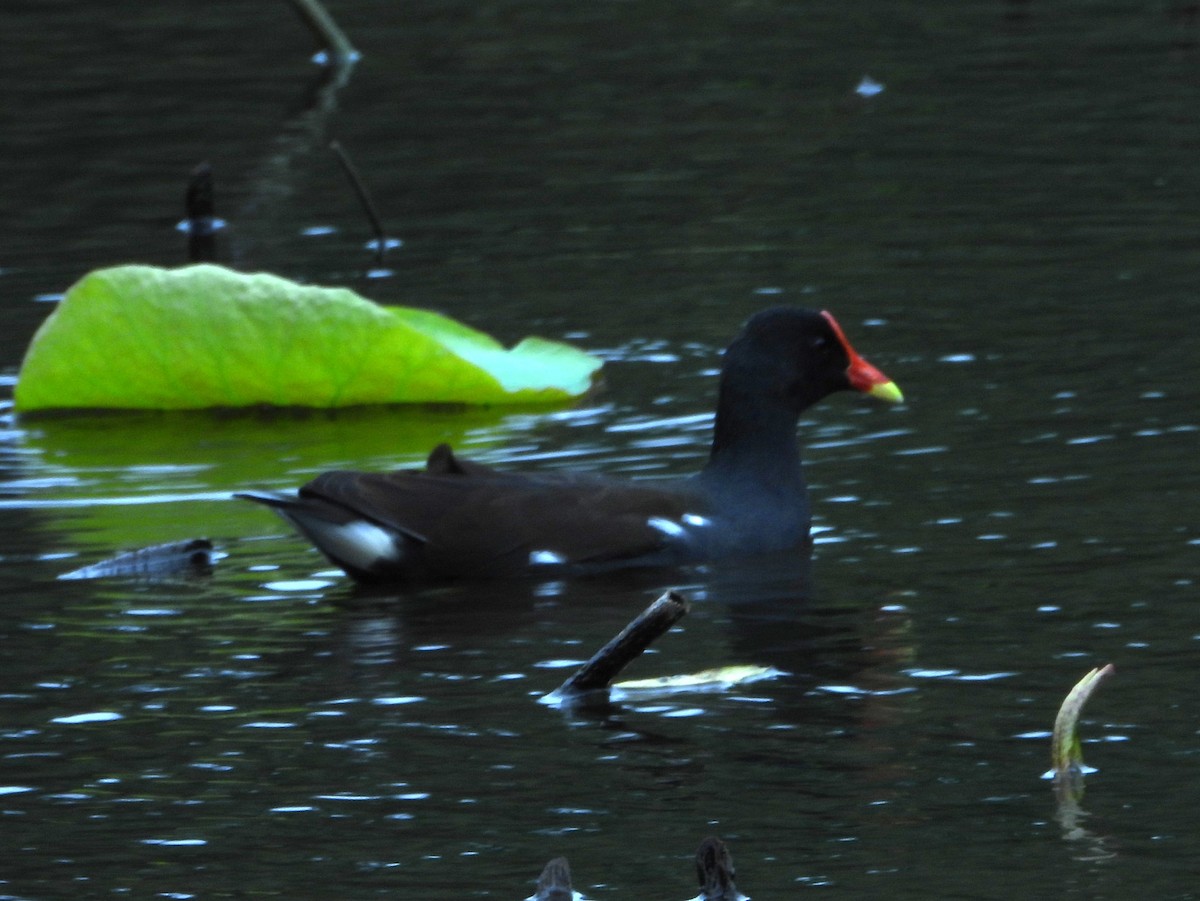 Eurasian Moorhen - ML646787508