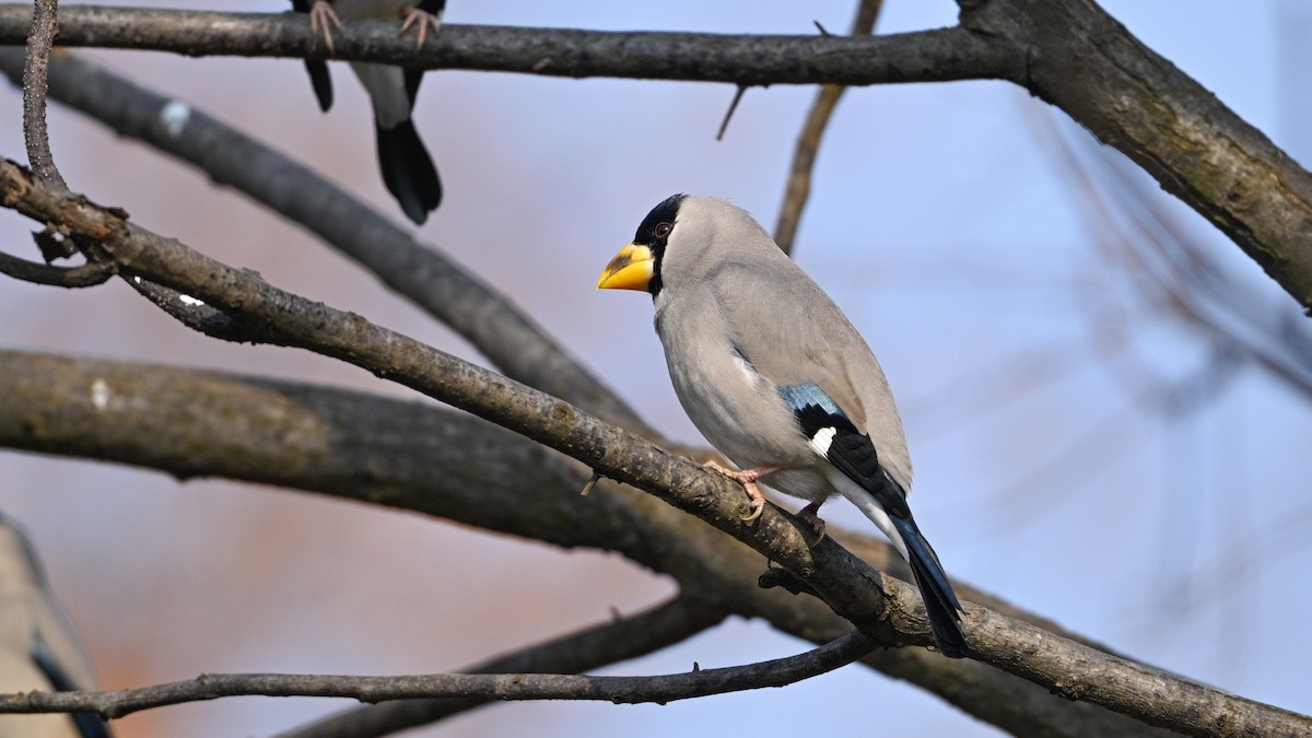 Japanese Grosbeak - ML646787515