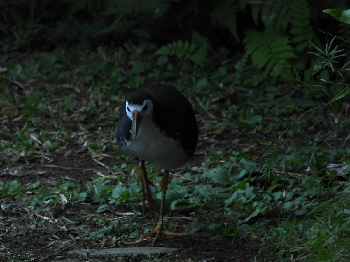 hvitbrystrikse - ML646787516