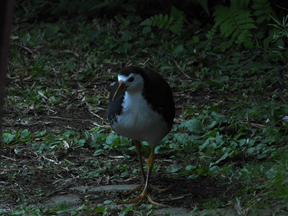 White-breasted Waterhen - ML646787517