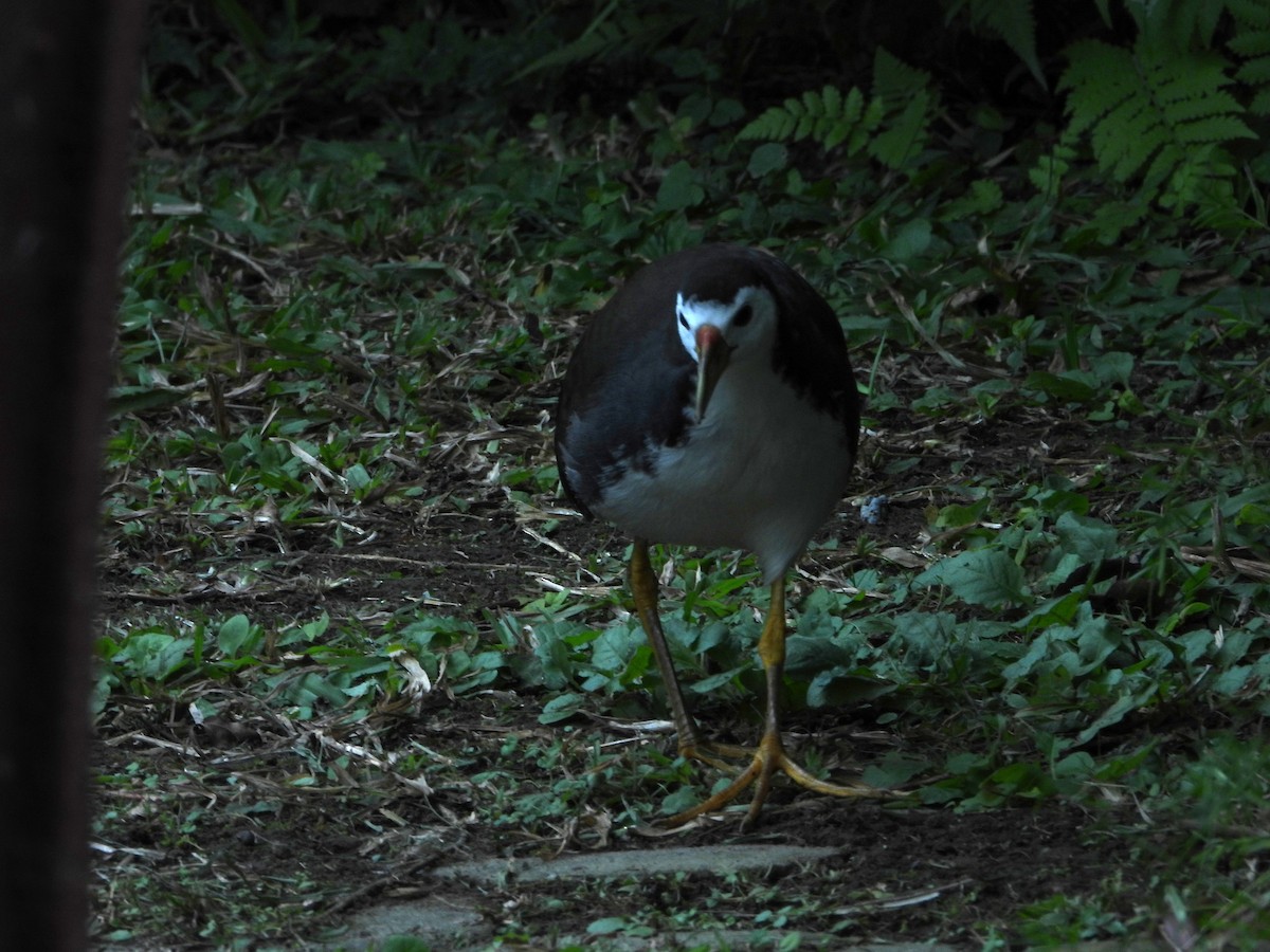 White-breasted Waterhen - ML646787518
