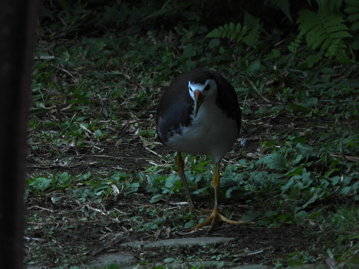 White-breasted Waterhen - ML646787519