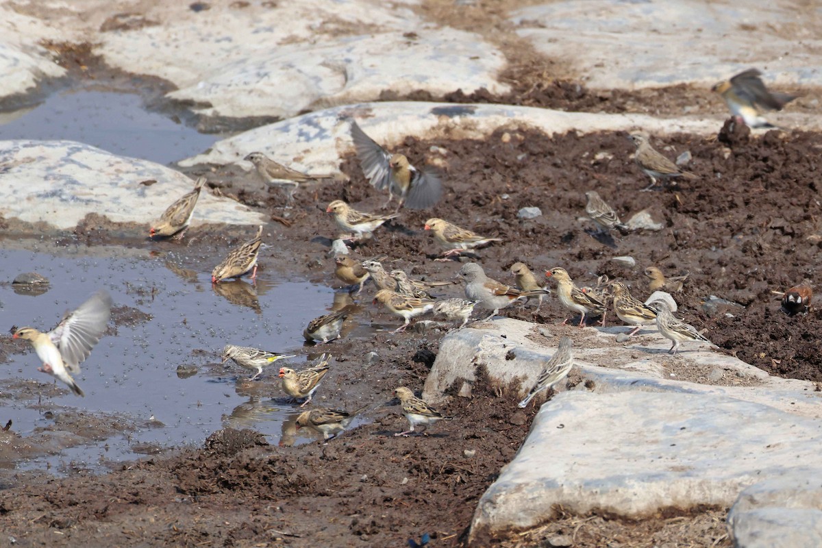 blodnebbvever - ML646787521