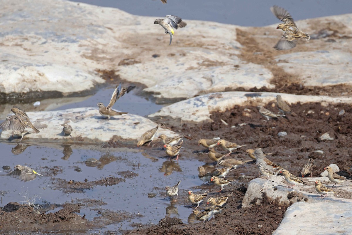 blodnebbvever - ML646787522