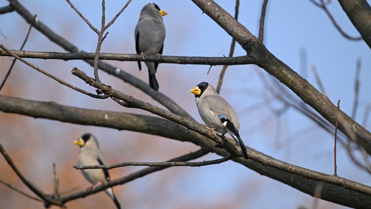 gråkjernebiter - ML646787523