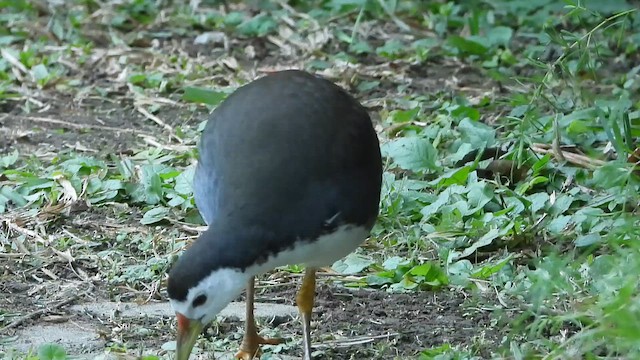 hvitbrystrikse - ML646787524