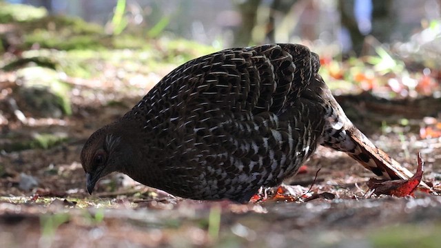 Mikado Pheasant - ML646787526