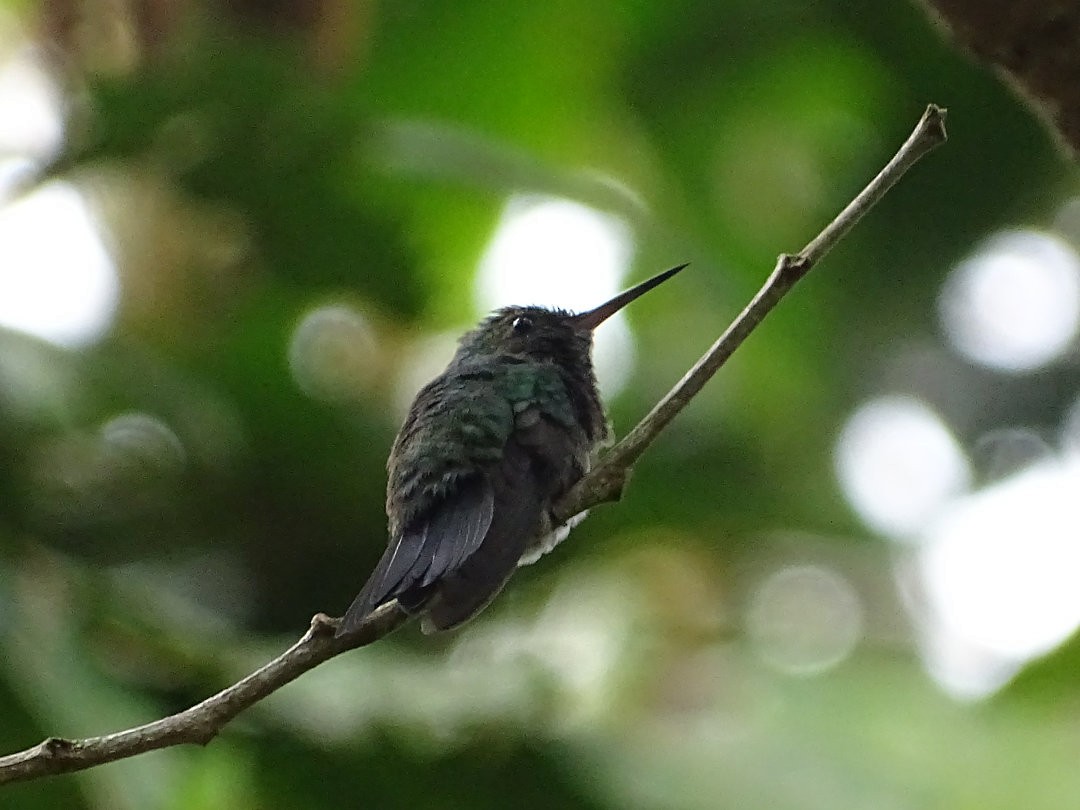 glitterstrupekolibri - ML646787527