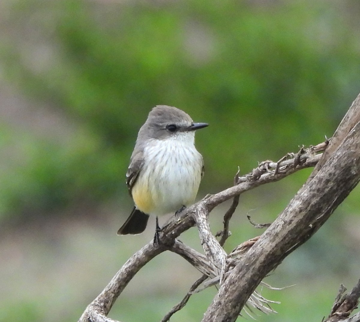 rubintyrann - ML646787528