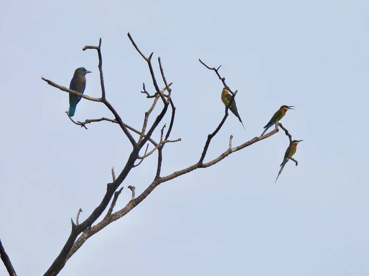 blåstjertbieter - ML646787529