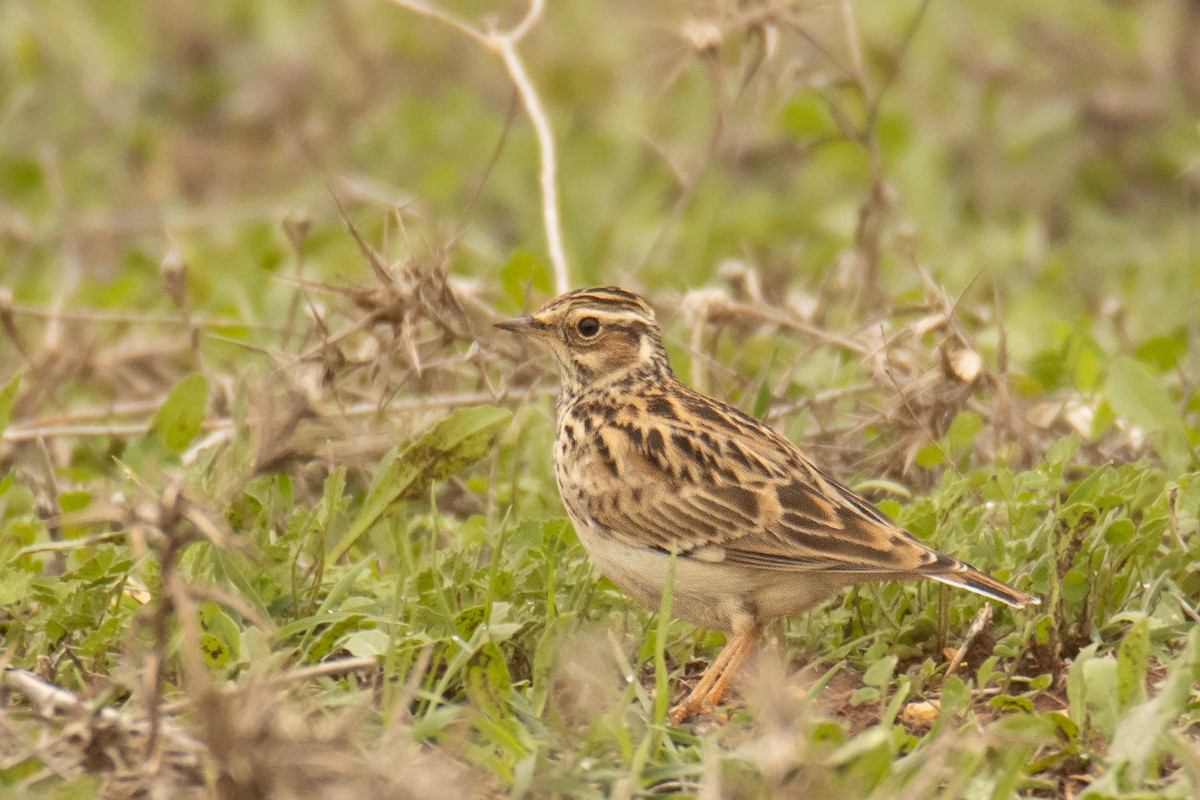 trelerke - ML646787530