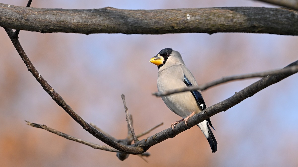 gråkjernebiter - ML646787531