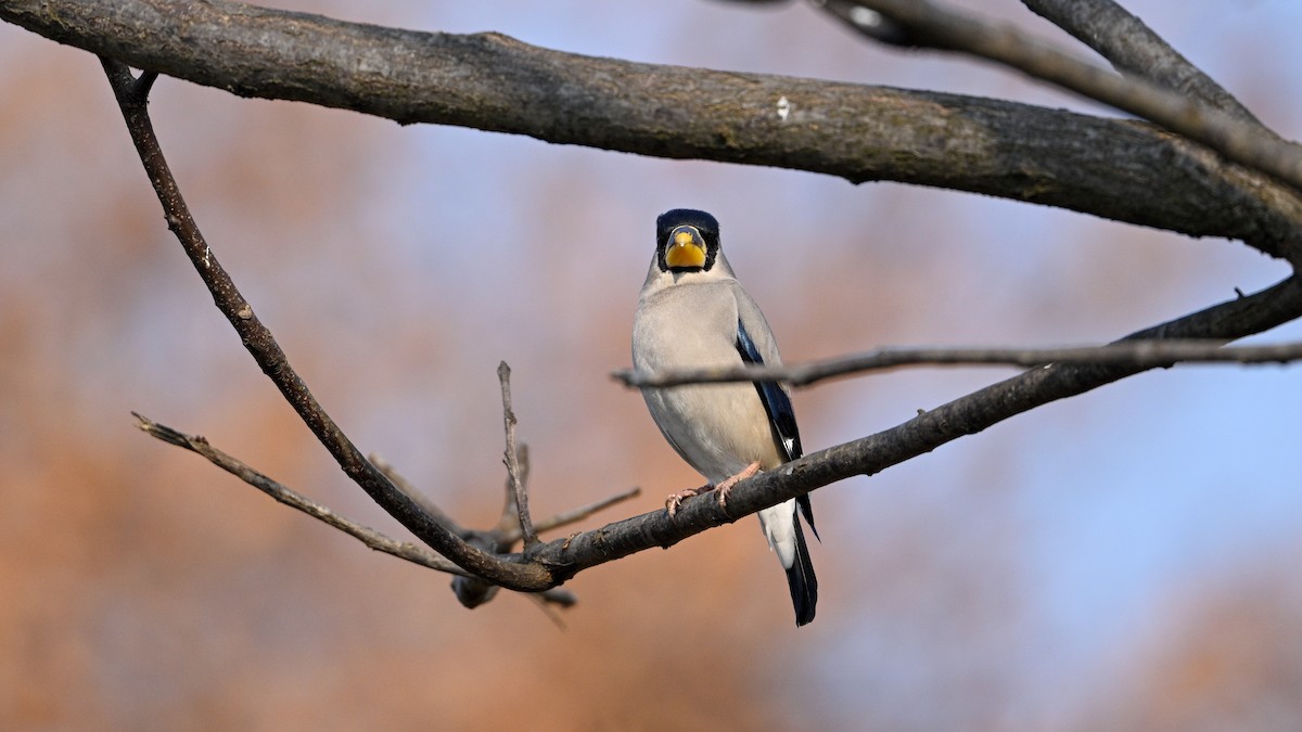 gråkjernebiter - ML646787532