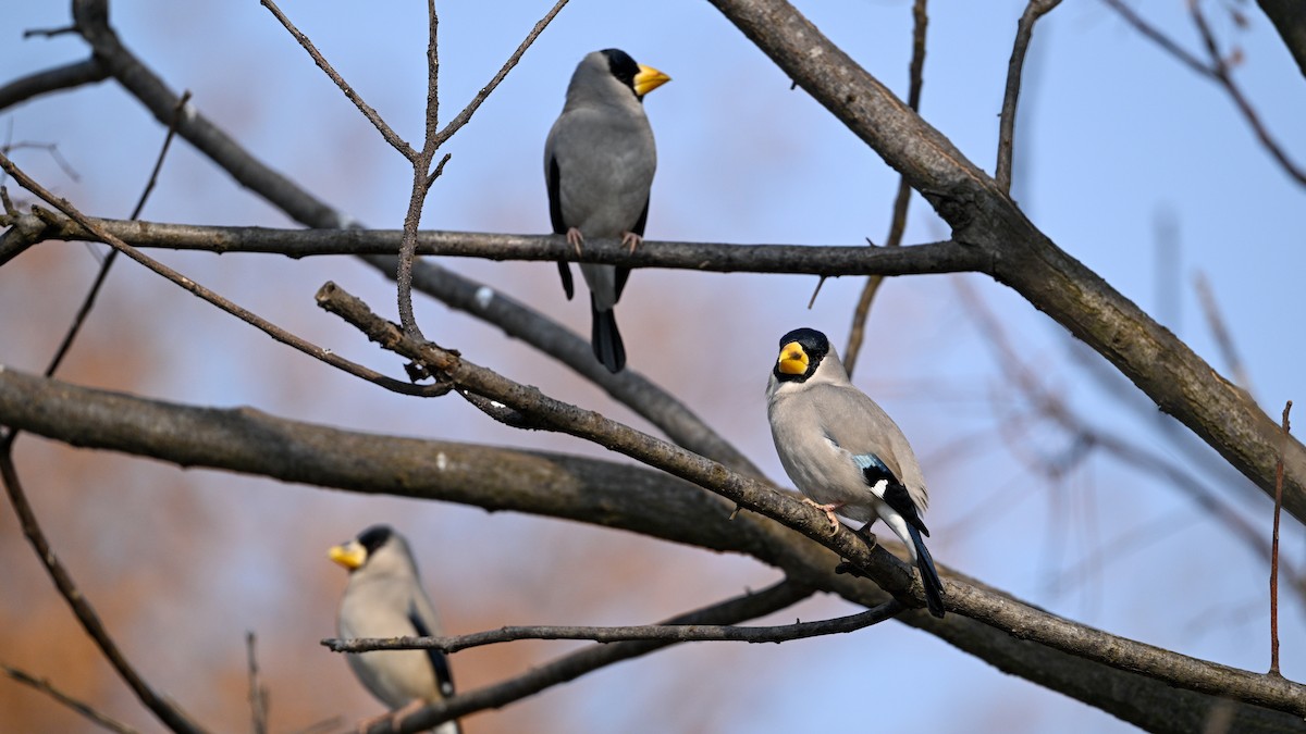 gråkjernebiter - ML646787533