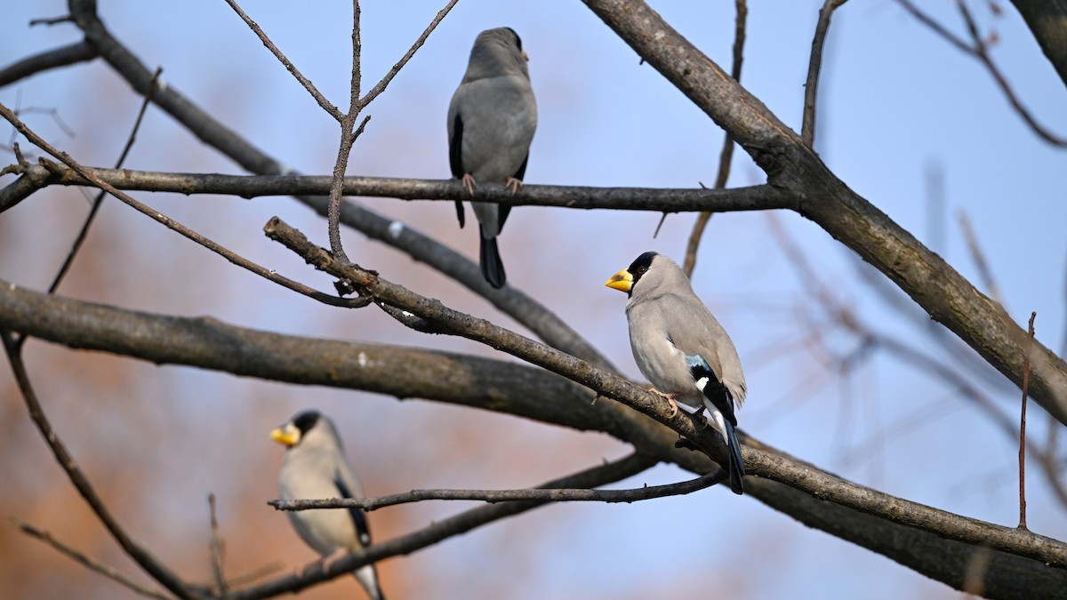 gråkjernebiter - ML646787534