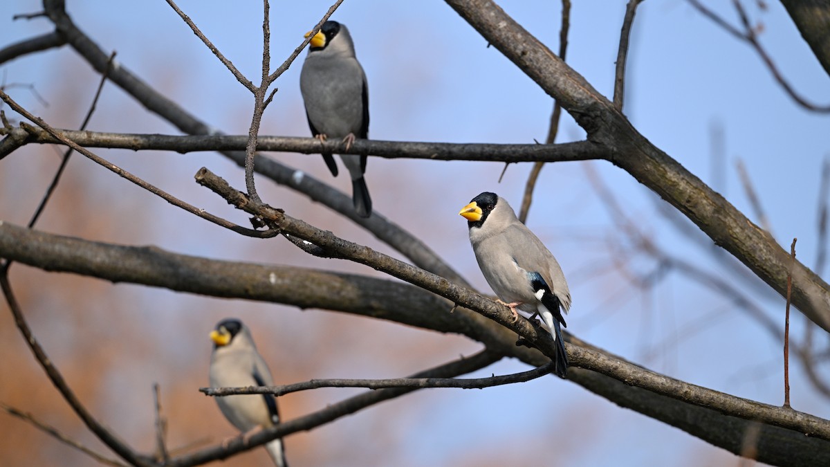 gråkjernebiter - ML646787535