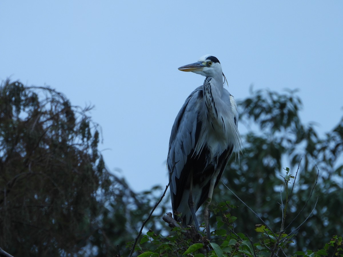 gråhegre - ML646787539