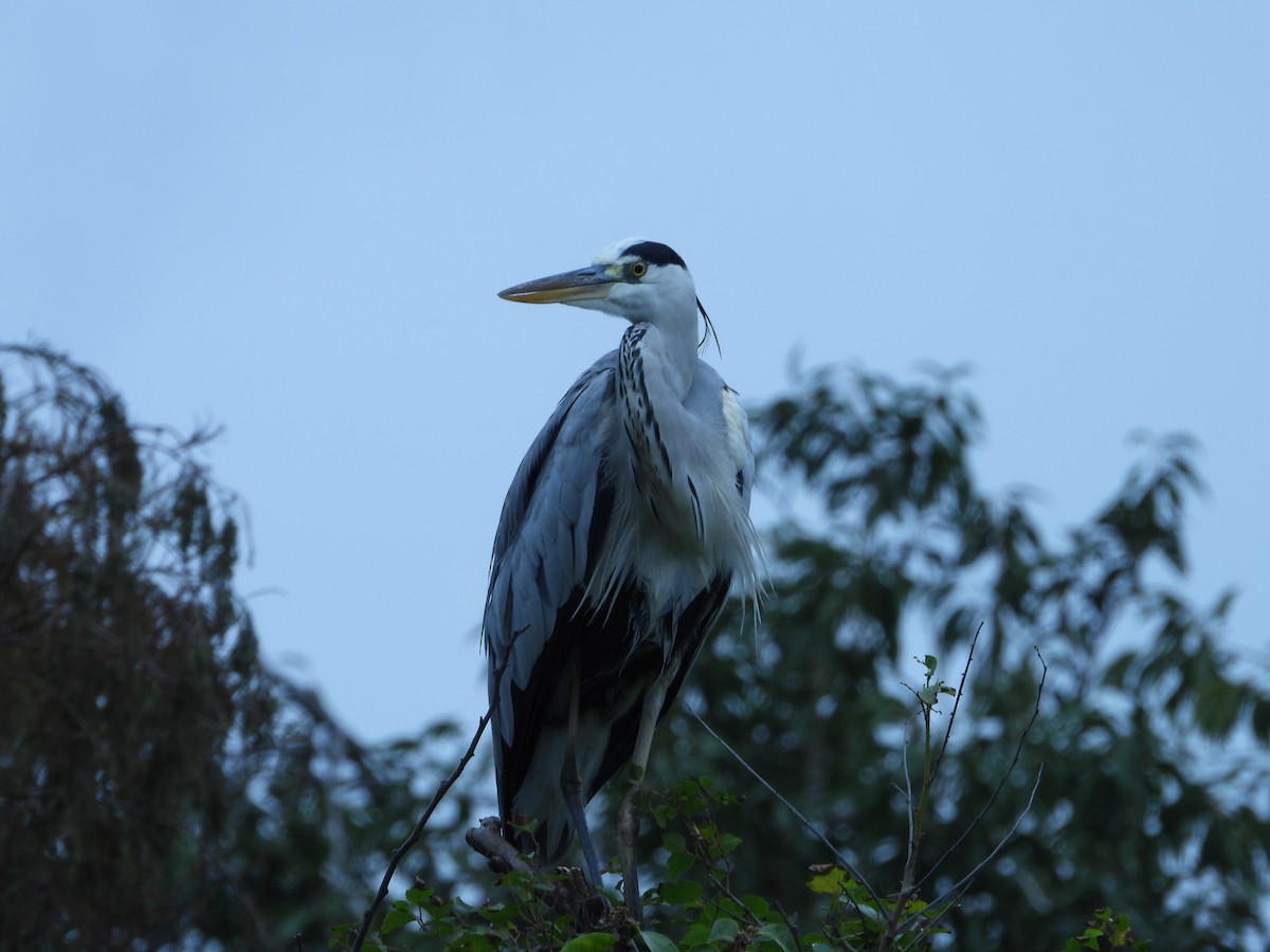 gråhegre - ML646787540