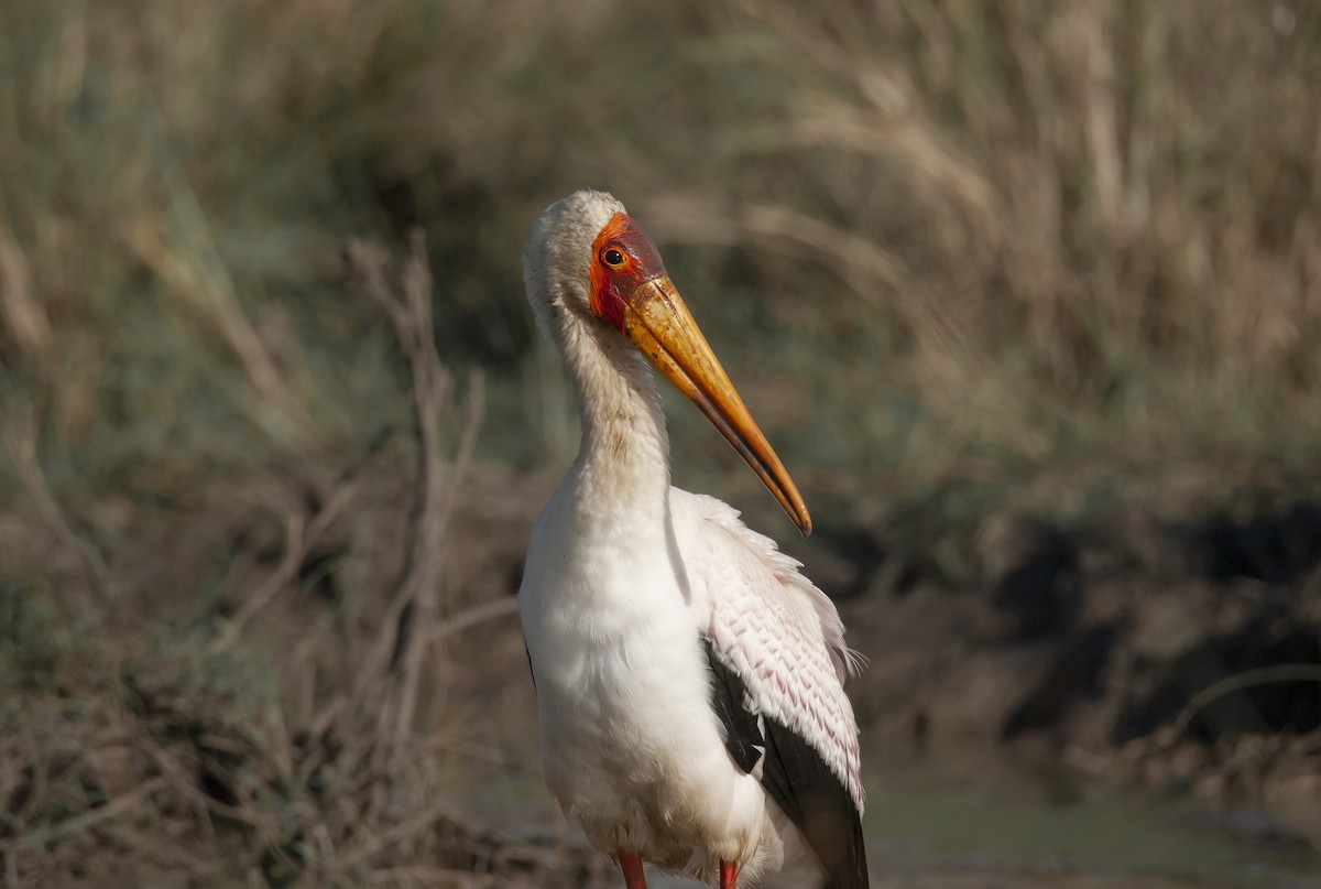 gulnebbstork - ML646787543