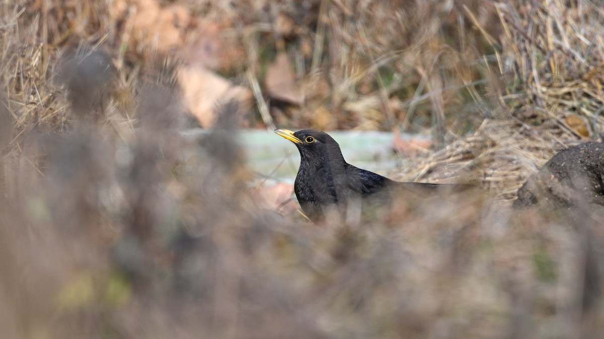 mandarintrost - ML646787544