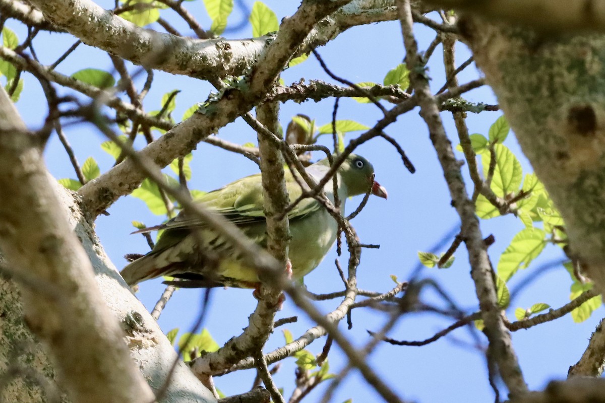 afrikagrønndue - ML646787545