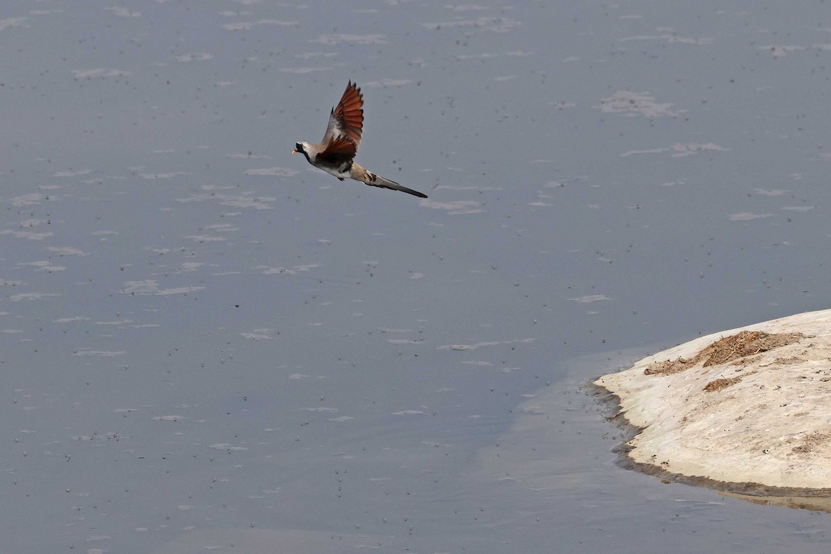 maskedue - ML646787546