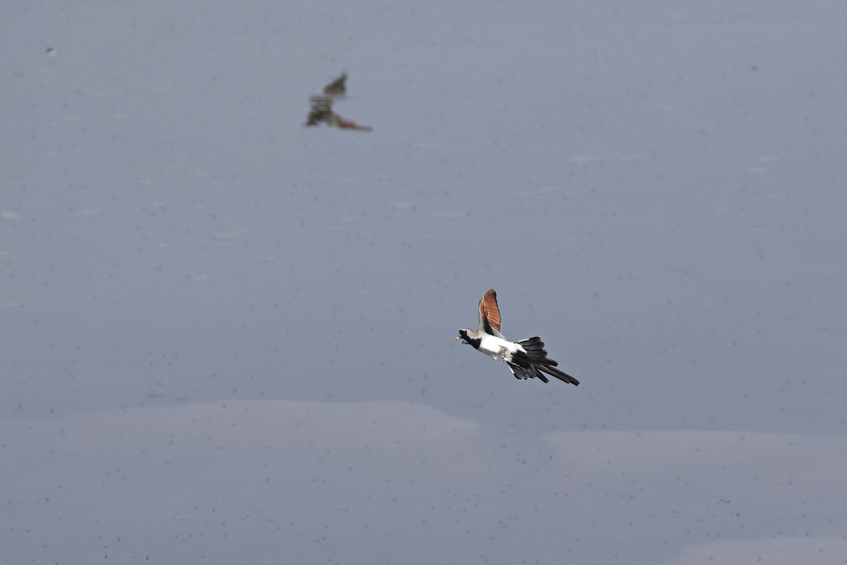 maskedue - ML646787547