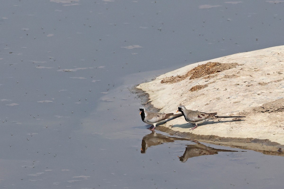 maskedue - ML646787548