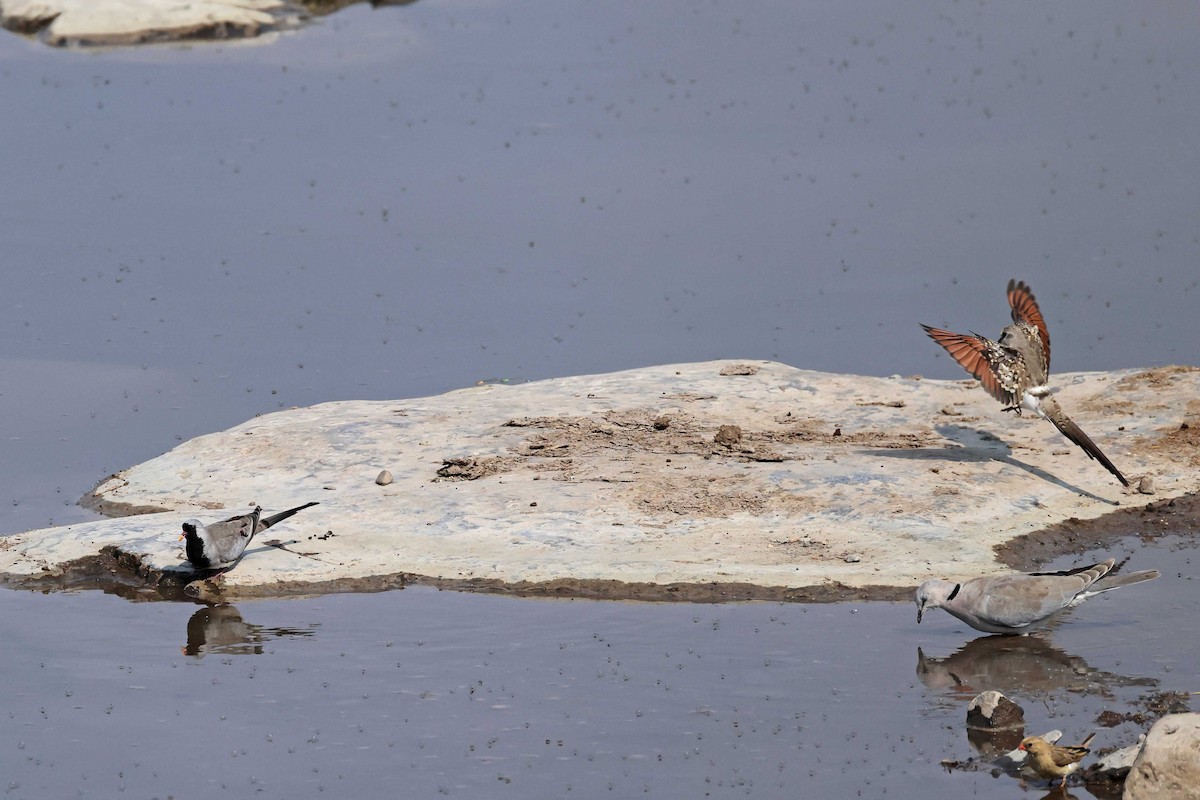 maskedue - ML646787549