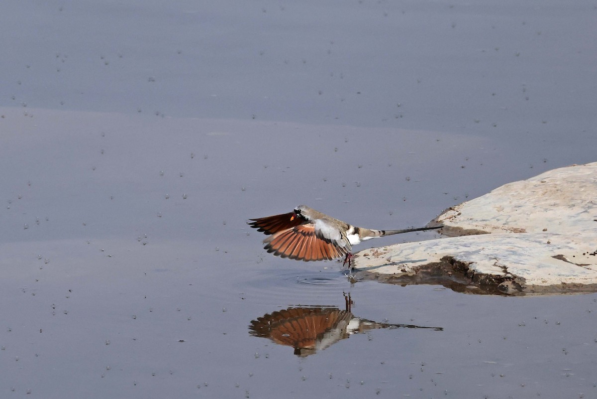 maskedue - ML646787550